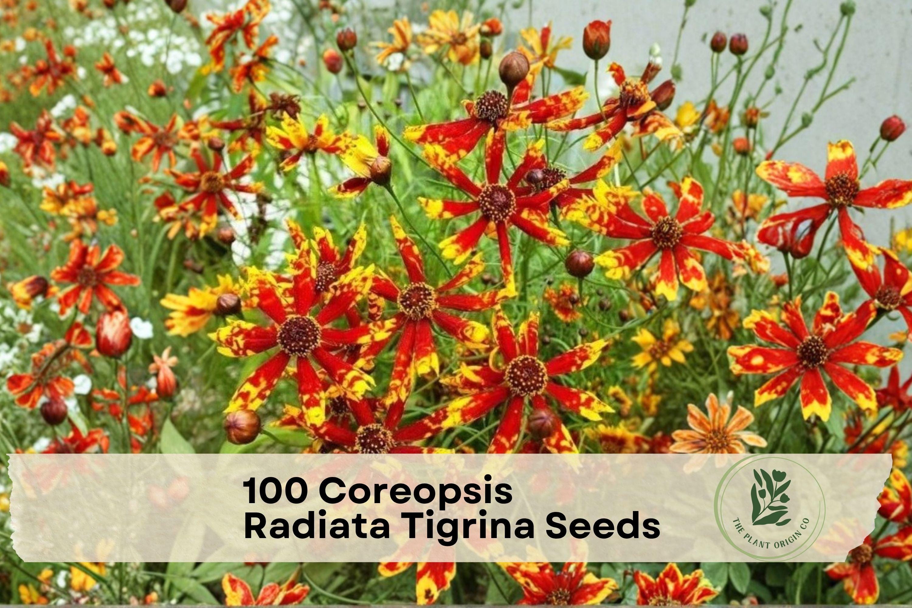 Coreopsis Radiata Tigrina Seeds – 100 Flower Seeds for Bright Red and Yellow Blooms, Ornamental Pollinator and Wildflower Garden Plant