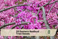 Eastern Redbud Tree Seeds – 25 Cercis canadensis Pink to Purple Spring Flowers for Landscape & Garden Planting