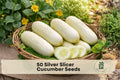 Silver Slicer Cucumber Seeds – 50 White to Cream Vining Cucumis sativus for Vegetable Gardens & Trellised Growing