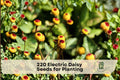 Electric Daisy Seeds 220+ Acmella oleracea Flower Seeds for Pollinator Gardens, Containers & Flower Beds