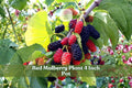 Red Mulberry Live Tree Seedling 4-Inch Pot Morus rubra Native Fruit Tree for Landscaping