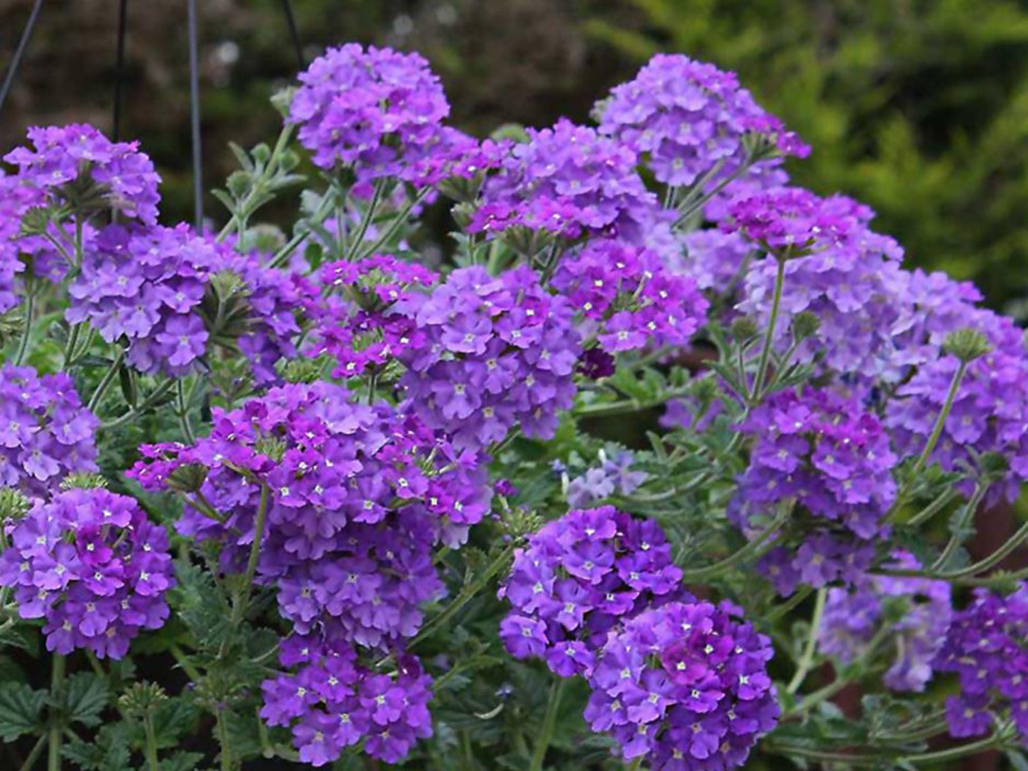 Moss Verbena Seeds – Wildflower Seed Pack for Pollinator Gardens, Cottage, Meadow & Natural Landscapes – Verbena tenuisecta