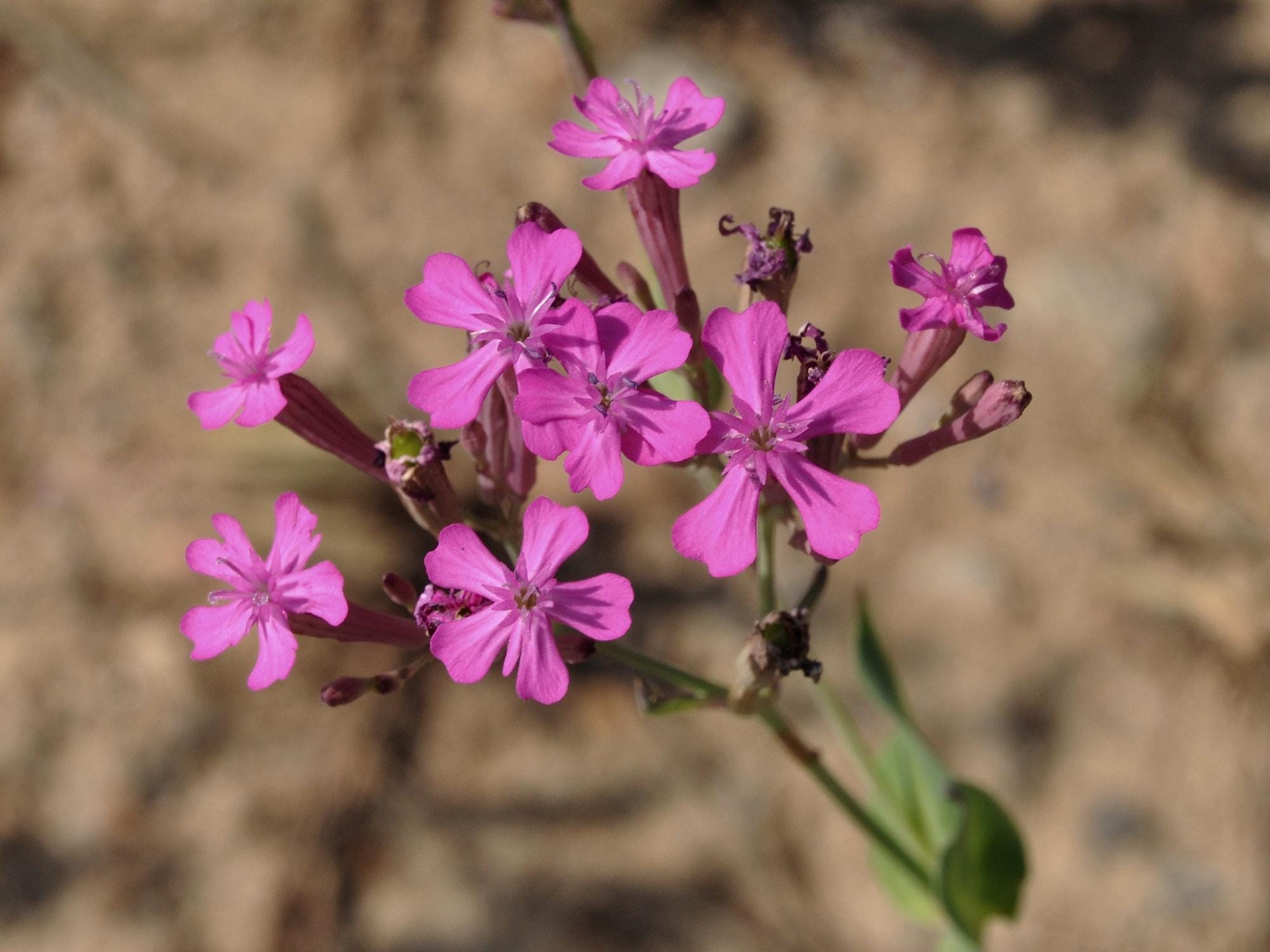 None So Pretty Catchfly Seeds – Wildflower Seeds for Pollinator Gardens, Cottage Garden, Silene armeria, 100 Seeds