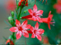 Standing Cypress Seeds – Ipomopsis rubra Wildflower Seeds for Pollinator Gardens, Cottage, Meadow, Natural Landscape
