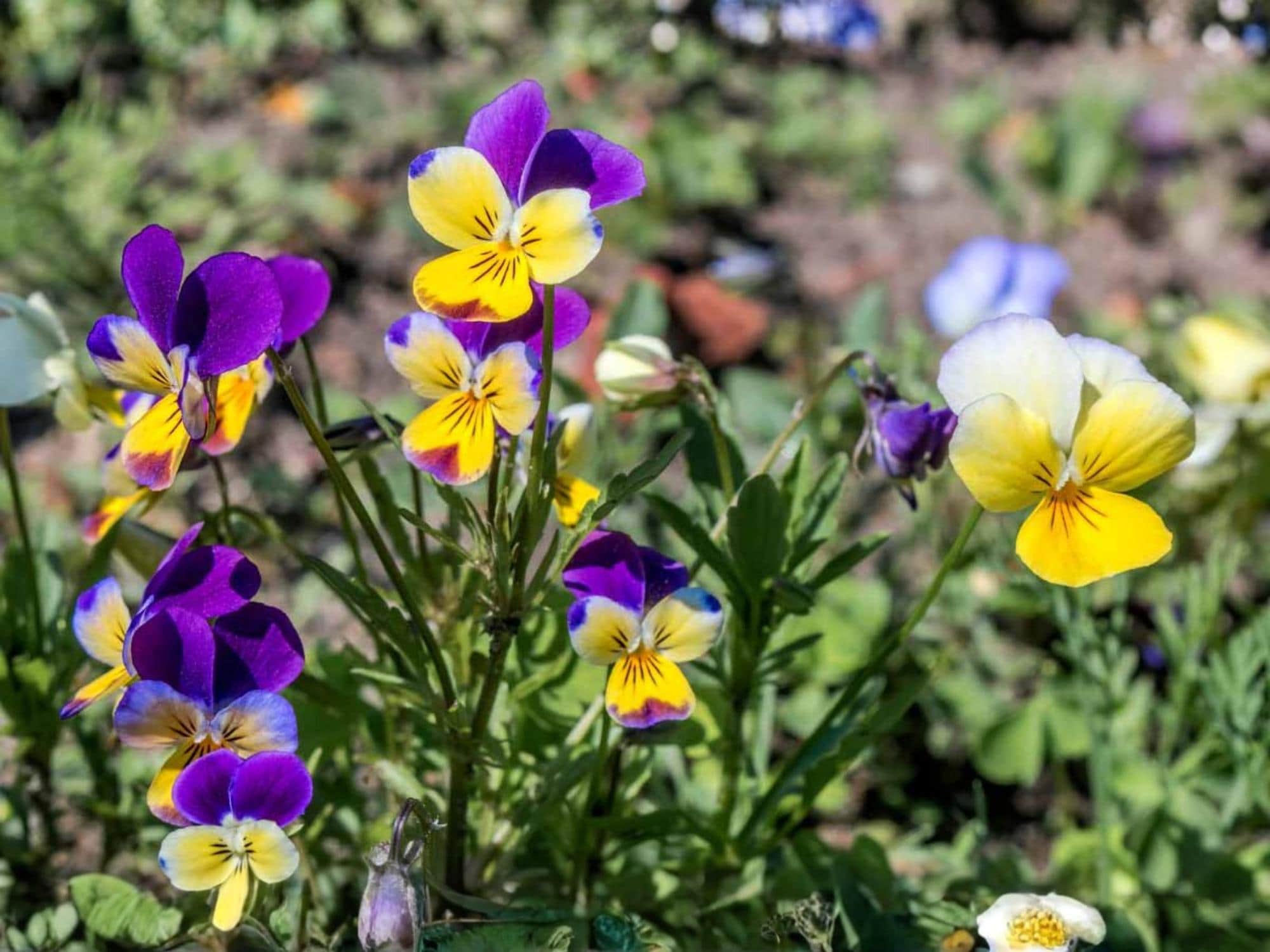 Helen Mount Johnny Jump Up Viola Tricolor Wildflower Seeds for Pollinator Gardens, Cottage & Meadow Plantings