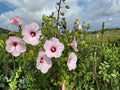 Rose Mallow Seeds – Hibiscus militaris Ornamental Tree Shrub Seeds for Landscape, Bonsai & Collector Gardens