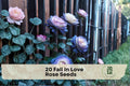 Fall In Love Rose Seeds – 20 Heirloom Rosa spp. Pink Flower Seeds for Cottage Gardens, Borders, Landscape Plantings