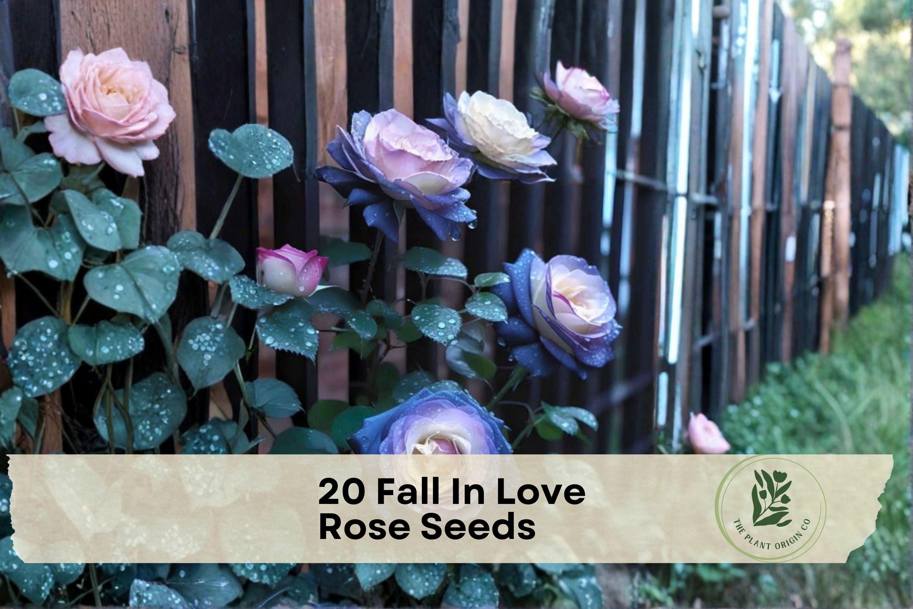 Fall In Love Rose Seeds – 20 Heirloom Rosa spp. Pink Flower Seeds for Cottage Gardens, Borders, Landscape Plantings