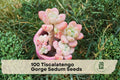 Tiscalatengo Gorge Sedum Seeds – Rare Succulent, Drought Tolerant, Perennial, for Rock Gardens & Containers, 100 Seeds