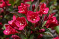 Java Red Weigela Live Plant – Flowering Shrub with Pink Blooms, Purple-Green Foliage, Weigela florida 'Java Red'