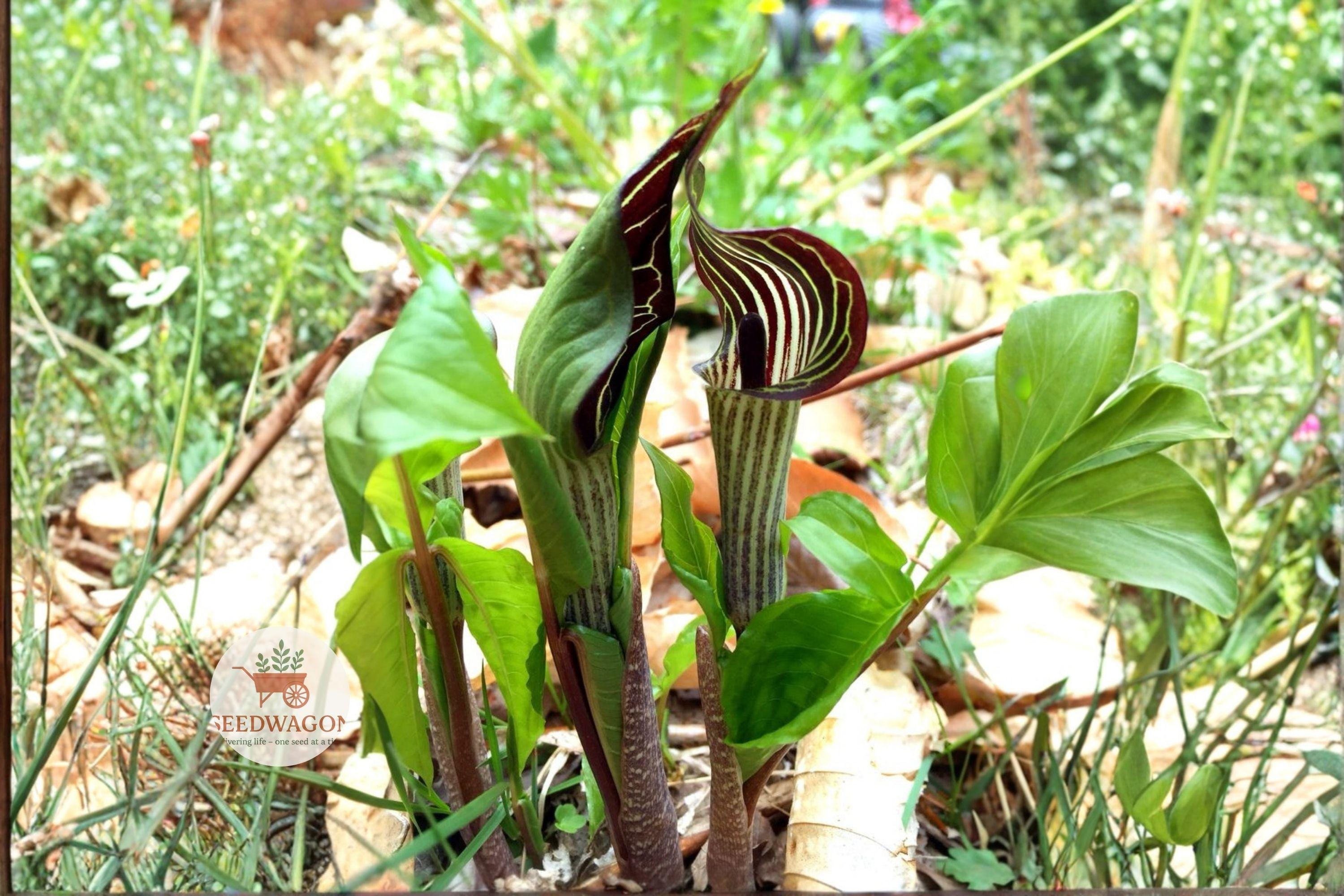 Jack-in-the-Pulpit Seeds 5 | Native Woodland Perennial | Arisaema triphyllum | Shade Garden, Moist Rich Soil