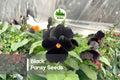 Black Pansy Seeds – Viola × wittrockiana, Deep Black to Dark Purple Velvet Blooms, 100+ Seeds for Containers & Borders