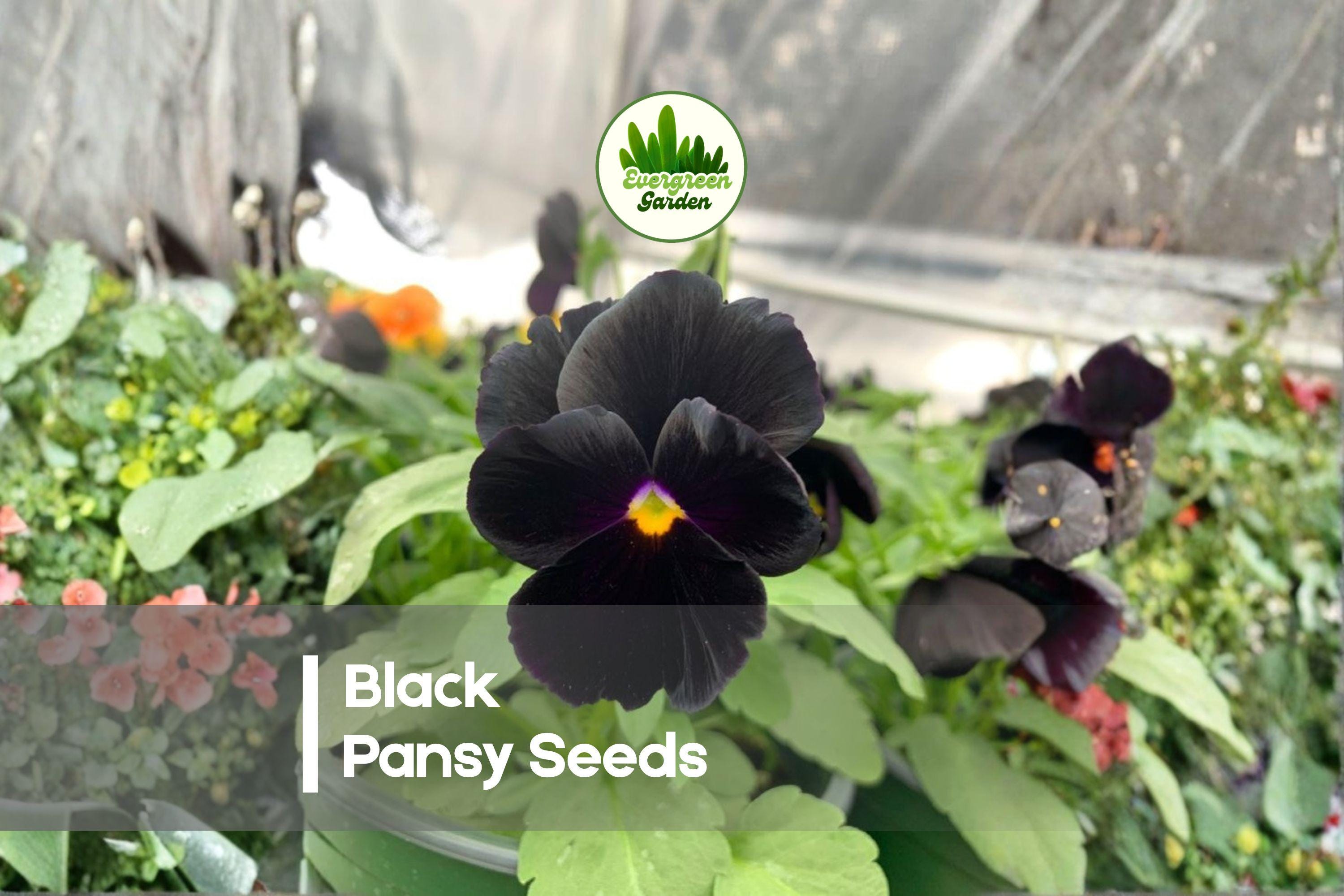 Black Pansy Seeds – Viola × wittrockiana, Deep Black to Dark Purple Velvet Blooms, 100+ Seeds for Containers & Borders