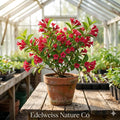 Red Weigela Shrub Bare Root | Weigela florida Flowering Ornamental Plant, 12-24 Inches Tall