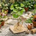 Ginkgo biloba Bare Root Tree | Ornamental Fall Color, Fan-Shaped Leaves, Hardy Shade Tree