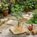 Baptisia | Native Perennial Wildflower Plant | False Indigo Bare Root | Pollinator-Friendly Blue Flowers