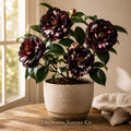 Black Tie Camellia Japonica Live Starter Plant | Evergreen Flowering Shrub for Shade Gardens