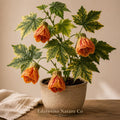Tiger Eye Abutilon Rooted Starter Plant, Flowering Maple Ornamental Shrub, Tropical Lantern-Shaped Blooms, Live Tropical Flowering Plant