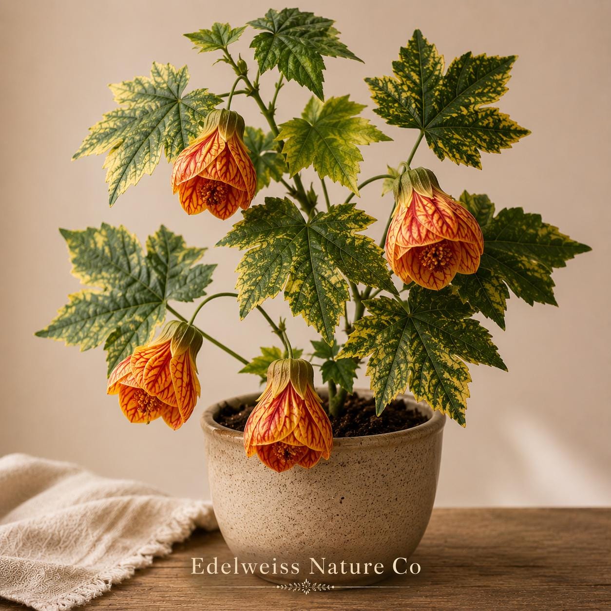 Tiger Eye Abutilon Rooted Starter Plant, Flowering Maple Ornamental Shrub, Tropical Lantern-Shaped Blooms, Live Tropical Flowering Plant