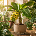 Double Mahoi Dwarf Banana Plant | Live Tropical Fruit Starter | Musa spp. | Compact Edible Banana Plant for Containers & Gardens