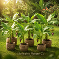 Dwarf Cavendish Banana Plant | Live Edible Tropical Fruit Tree | Musa acuminata | Compact Banana Starter for Containers & Gardens