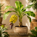 Goldfinger Banana Tree FHIA-01 Starter Plant | Musa acuminata × balbisiana Tropical Edible Banana Plant
