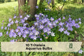 10 Triteleia Aquarius Bulbs - Blue Violet Flowering Bulbs for Garden Beds, Borders & Containers