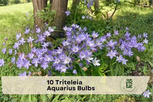 10 Triteleia Aquarius Bulbs - Blue Violet Flowering Bulbs for Garden Beds, Borders & Containers