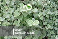 Silver Saltbush Seeds – 50+ Atriplex nummularia Drought-Tolerant Evergreen Shrub for Xeriscaping & Landscaping