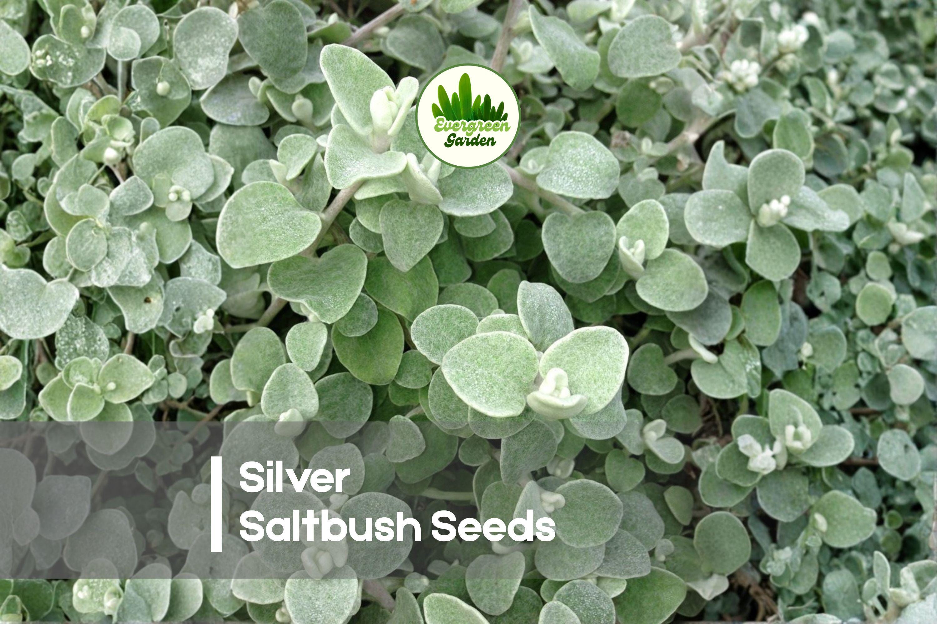Silver Saltbush Seeds – 50+ Atriplex nummularia Drought-Tolerant Evergreen Shrub for Xeriscaping & Landscaping