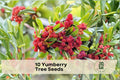 Yumberry Tree Seeds, 10 Pack, Myrica rubra, Chinese Bayberry, Reddish Purple Fruit, Ornamental & Edible Landscape