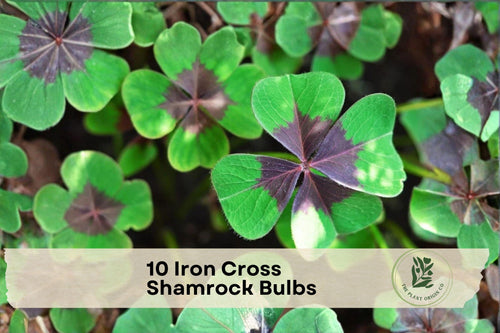 10 Iron Cross Shamrock Bulbs - Oxalis deppei, Ornamental Foliage & Pink Flowers, Indoor & Outdoor Plant Bulbs