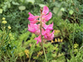 Sainfoin Shoshone Wildflower Seeds – Onobrychis viciifolia Pollinator Garden, Meadow, Border Planting Seeds