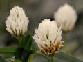 Berseem Clover Seeds – Trifolium alexandrinum Wildflower Seeds for Pollinator Gardens, Cottage Garden, Natural Landscape