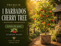 Barbados Cherry Plant | 3-4" Tropical Fruiting Shrub | Acerola | Malpighia emarginata Bare Root Starter