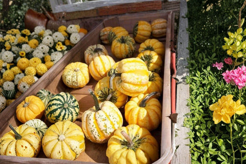 10 Celebration Squash Seeds – Edible & Decorative Cucurbita pepo, Light Yellow with Orange Sutures, Fruit Vines for Fall Gardens