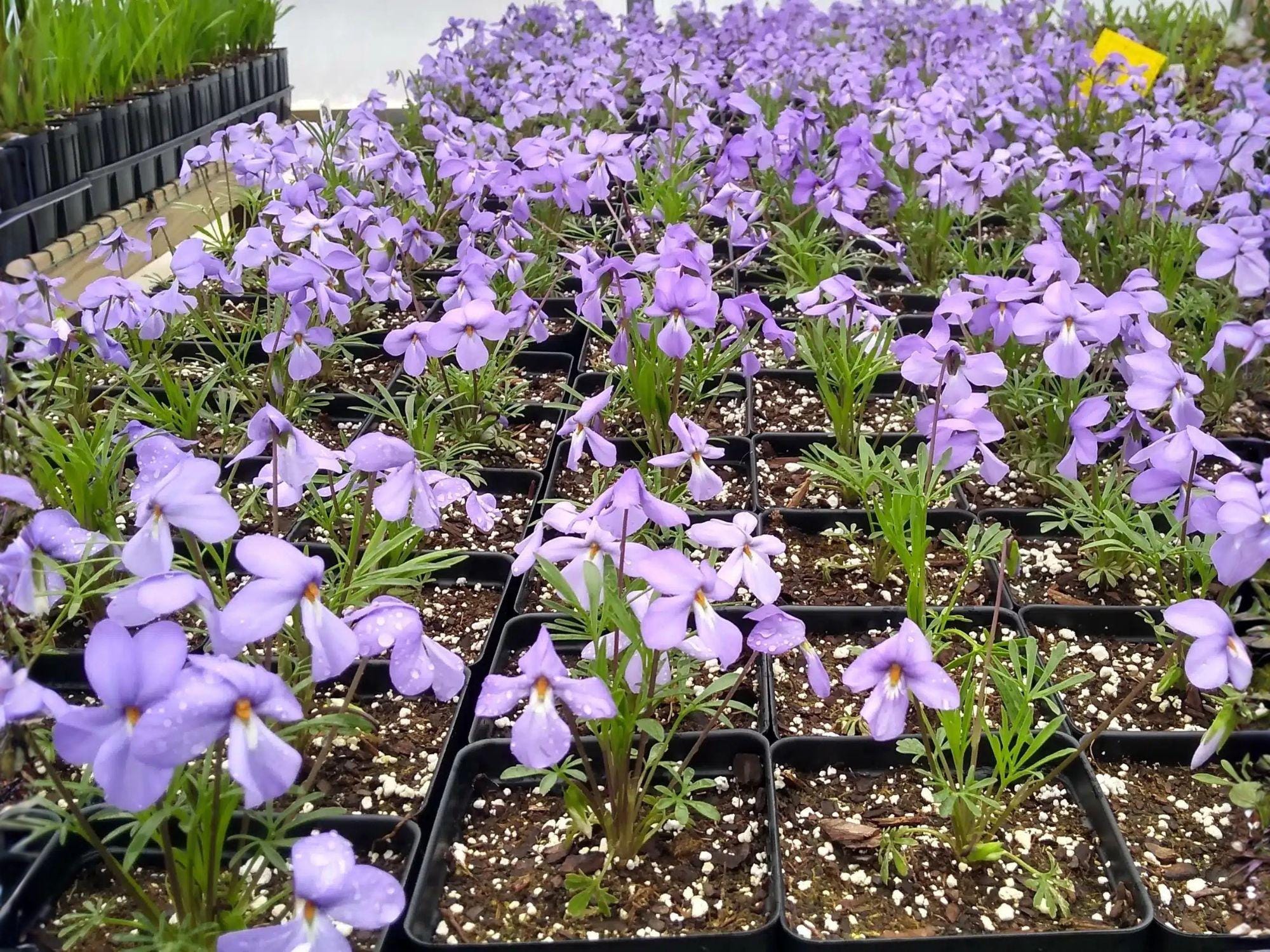 Bird's-Foot Violet Bare Root 10 Viola pedata Native Perennial Wildflower for Pollinator Gardens and Rock Gardens