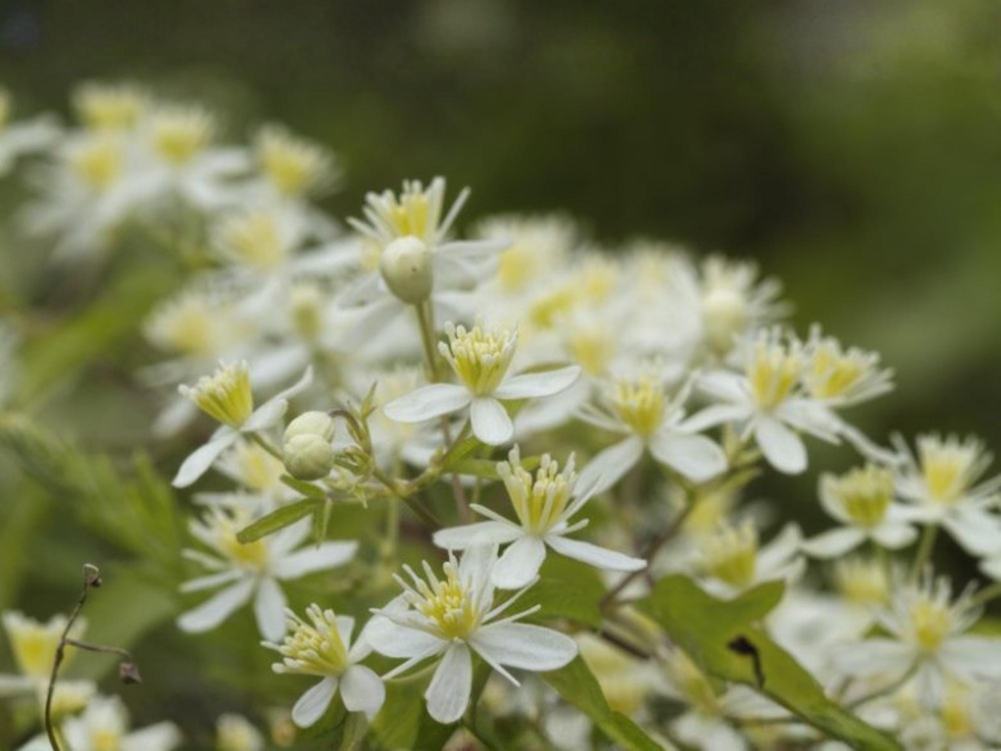 Clematis virginiana Seeds for Trellis, Cottage Garden, Vertical Planting, Climbing Vine, 50 Seeds