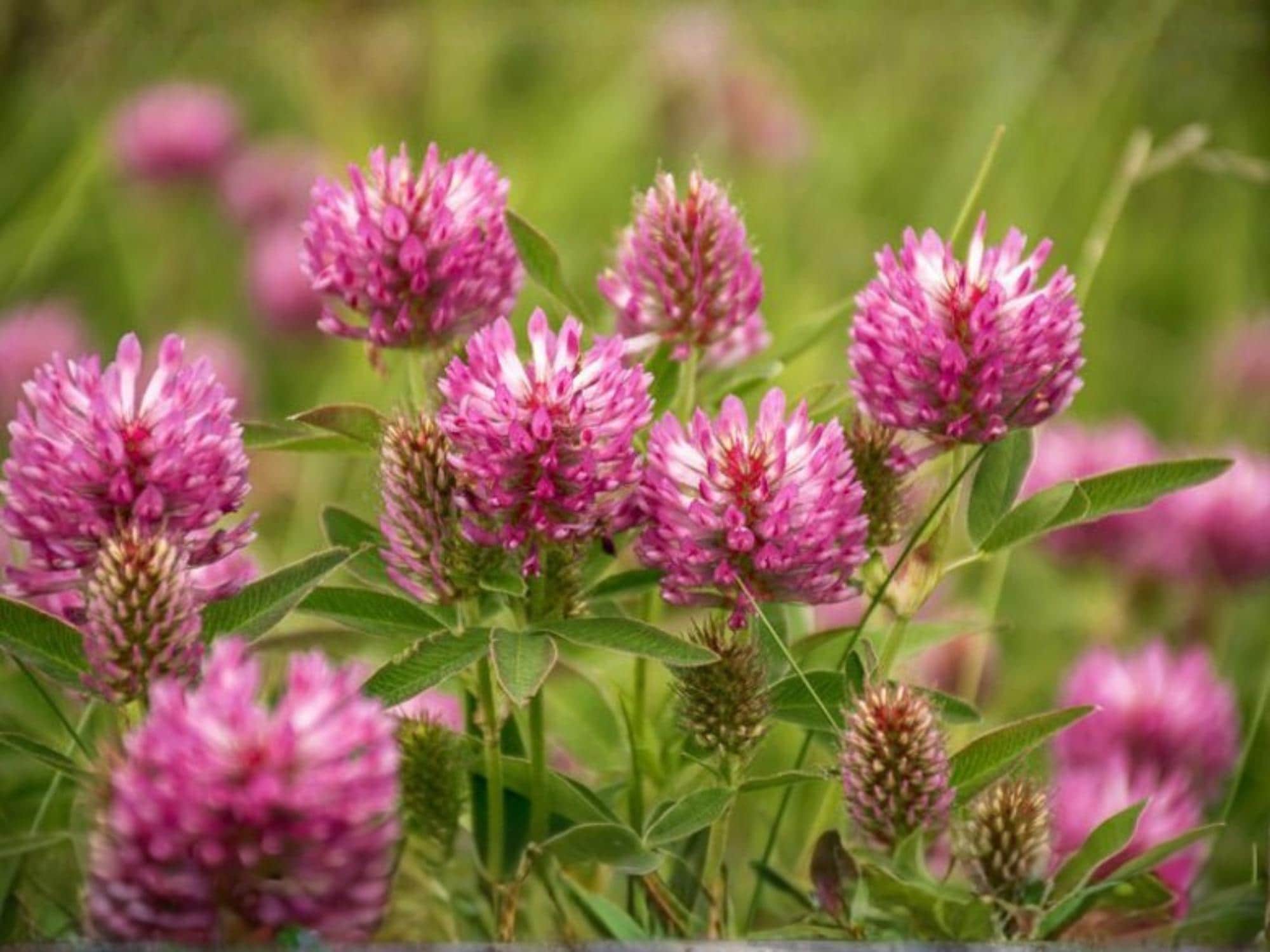 Red Clover Seeds – Trifolium pratense Wildflower Seeds for Pollinator Gardens, Cottage Garden, Meadow, 100 Seeds