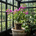 La Jolla Bougainvillea Starter Plant | Tropical Flowering Vine | Well Rooted Bare Root | Ornamental Climbing Vine