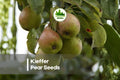 25+ Kieffer Pear Seeds for Growing Pyrus communis Fruit Tree, Hardy Deciduous Tree for Garden or Orchard