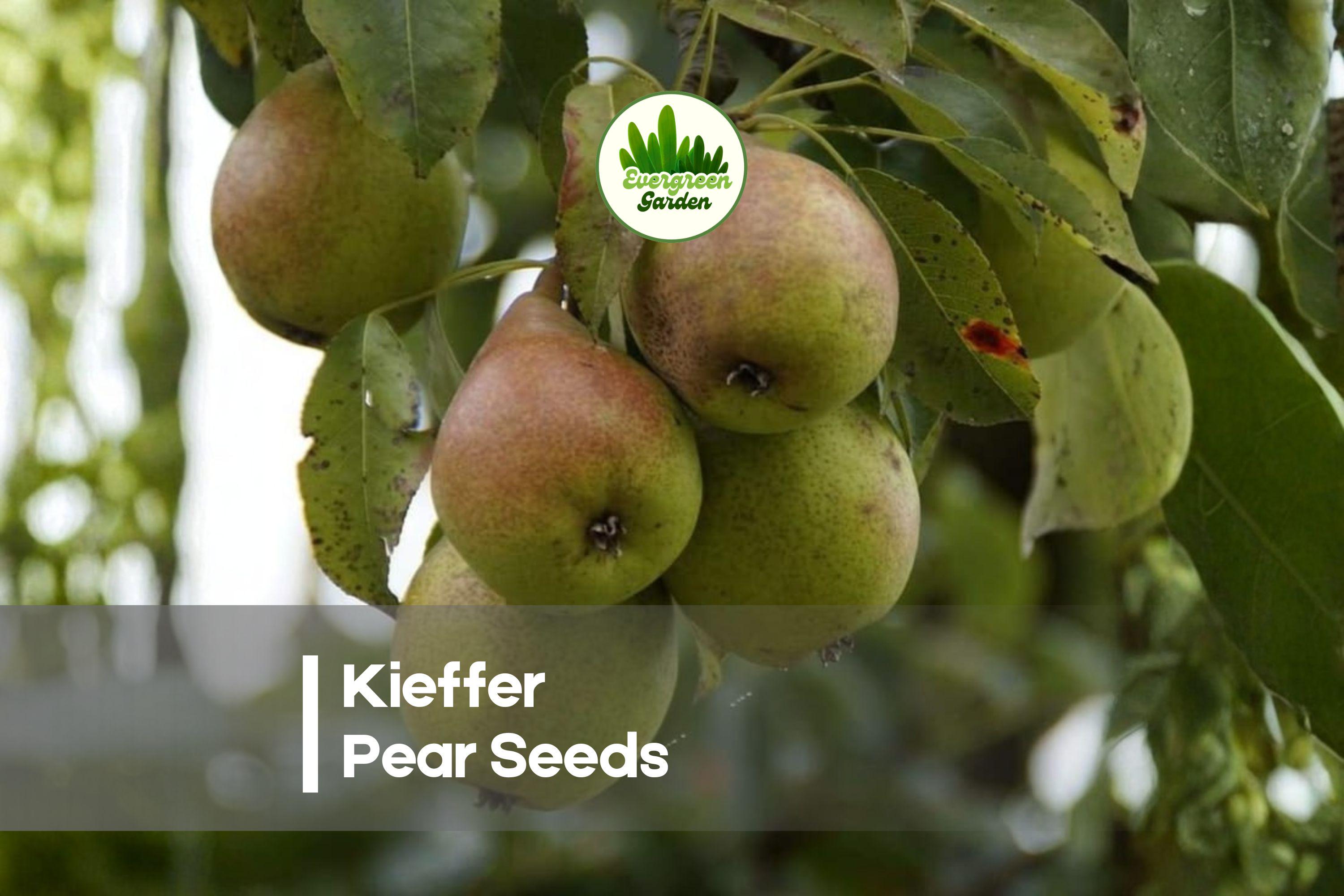25+ Kieffer Pear Seeds for Growing Pyrus communis Fruit Tree, Hardy Deciduous Tree for Garden or Orchard