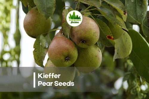 25+ Kieffer Pear Seeds for Growing Pyrus communis Fruit Tree, Hardy Deciduous Tree for Garden or Orchard