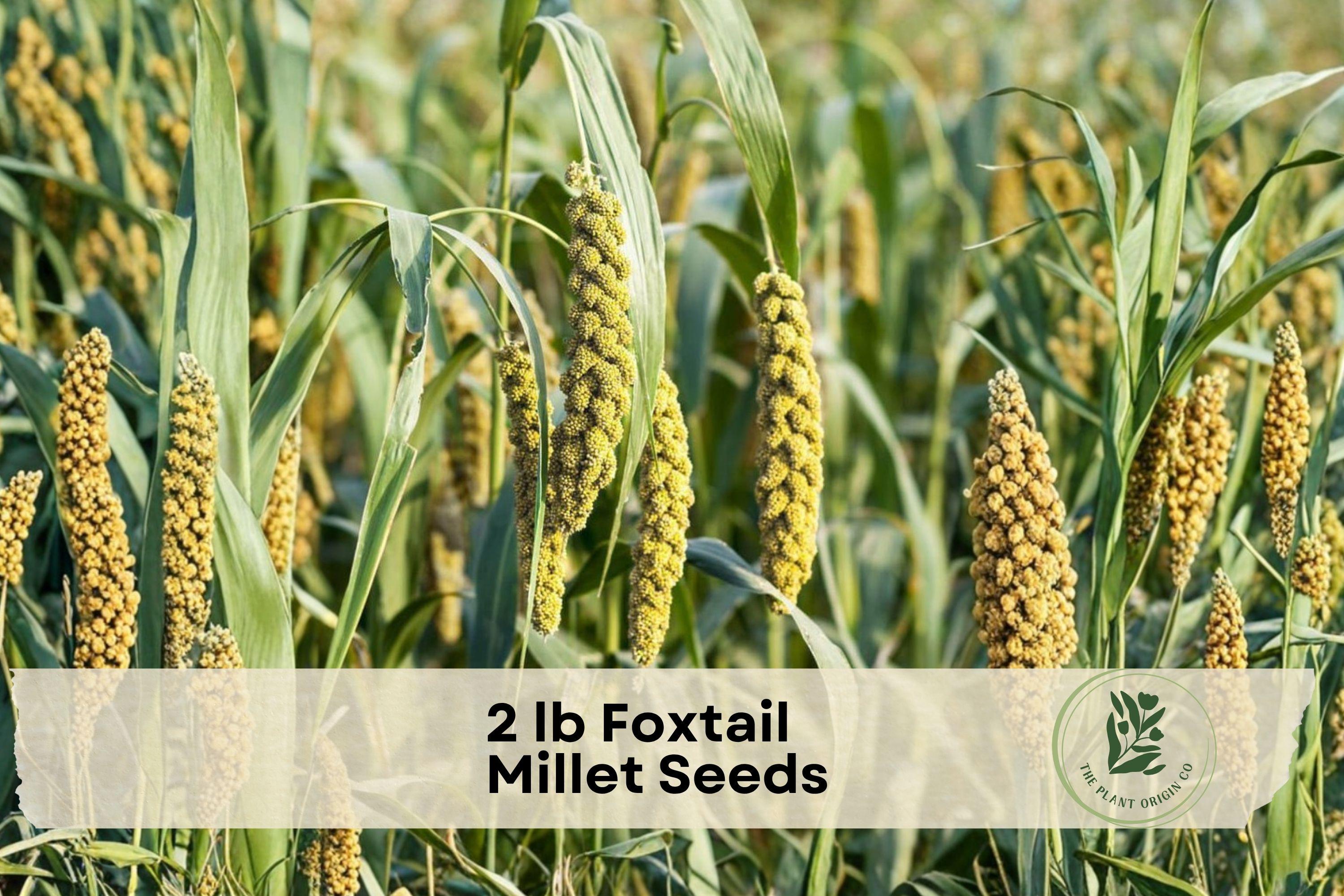 2 lb Foxtail Millet Seeds Setaria italica Ornamental Grass for Landscape, Meadow & Wildlife Gardens