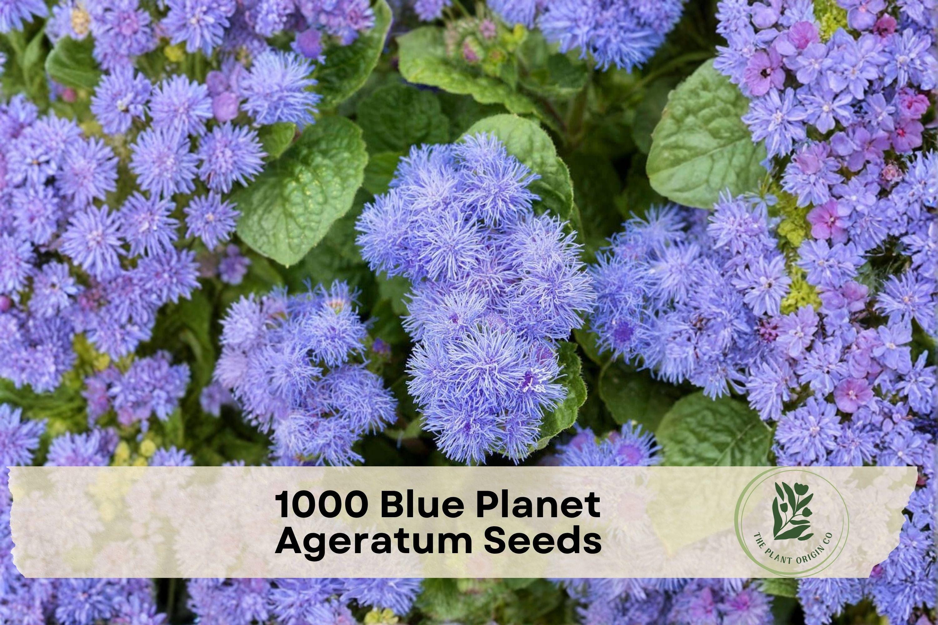 Blue Planet Ageratum Seeds – 1,000 Pack of Ageratum houstonianum Flower Seeds for Borders, Containers & Garden Beds