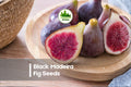 Black Madeira Fig Seeds, Ficus carica, Heirloom, Edible Fruit, Container & Garden Growing, 100+ Seeds
