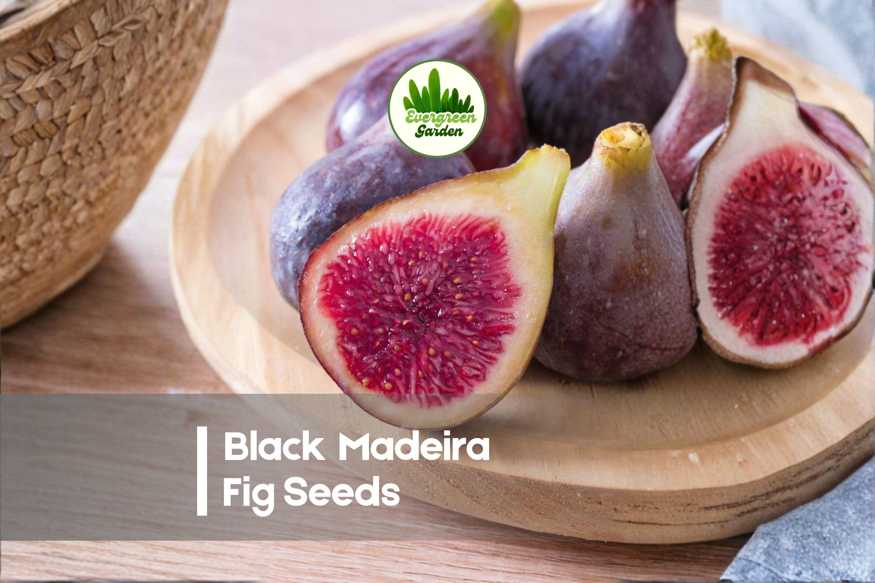Black Madeira Fig Seeds, Ficus carica, Heirloom, Edible Fruit, Container & Garden Growing, 100+ Seeds
