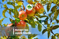 Honeycrisp Apple Seeds – 25+ Fresh Malus domestica Fruit Tree Seeds for Home Garden, Orchard & Landscape