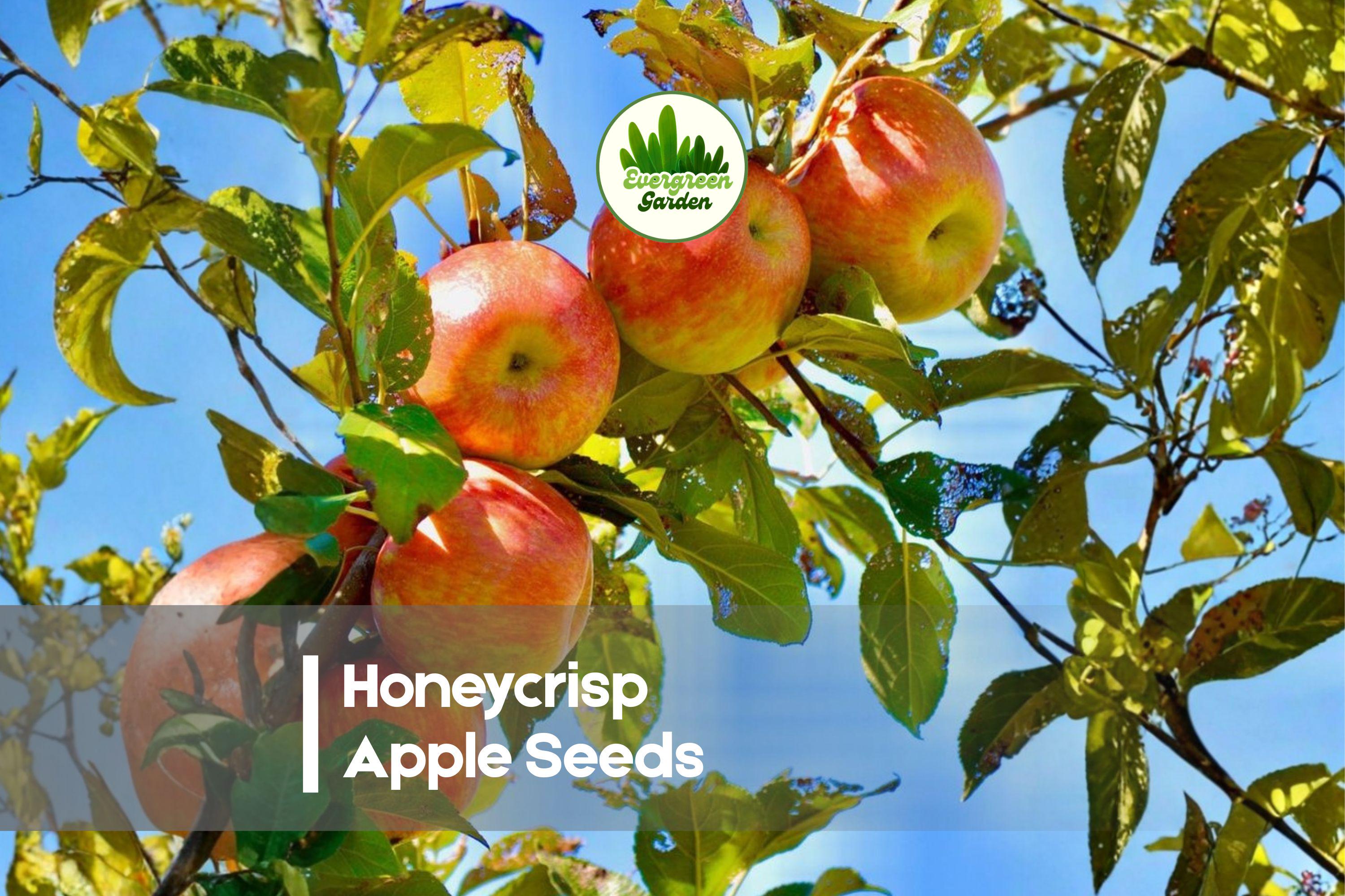 Honeycrisp Apple Seeds – 25+ Fresh Malus domestica Fruit Tree Seeds for Home Garden, Orchard & Landscape