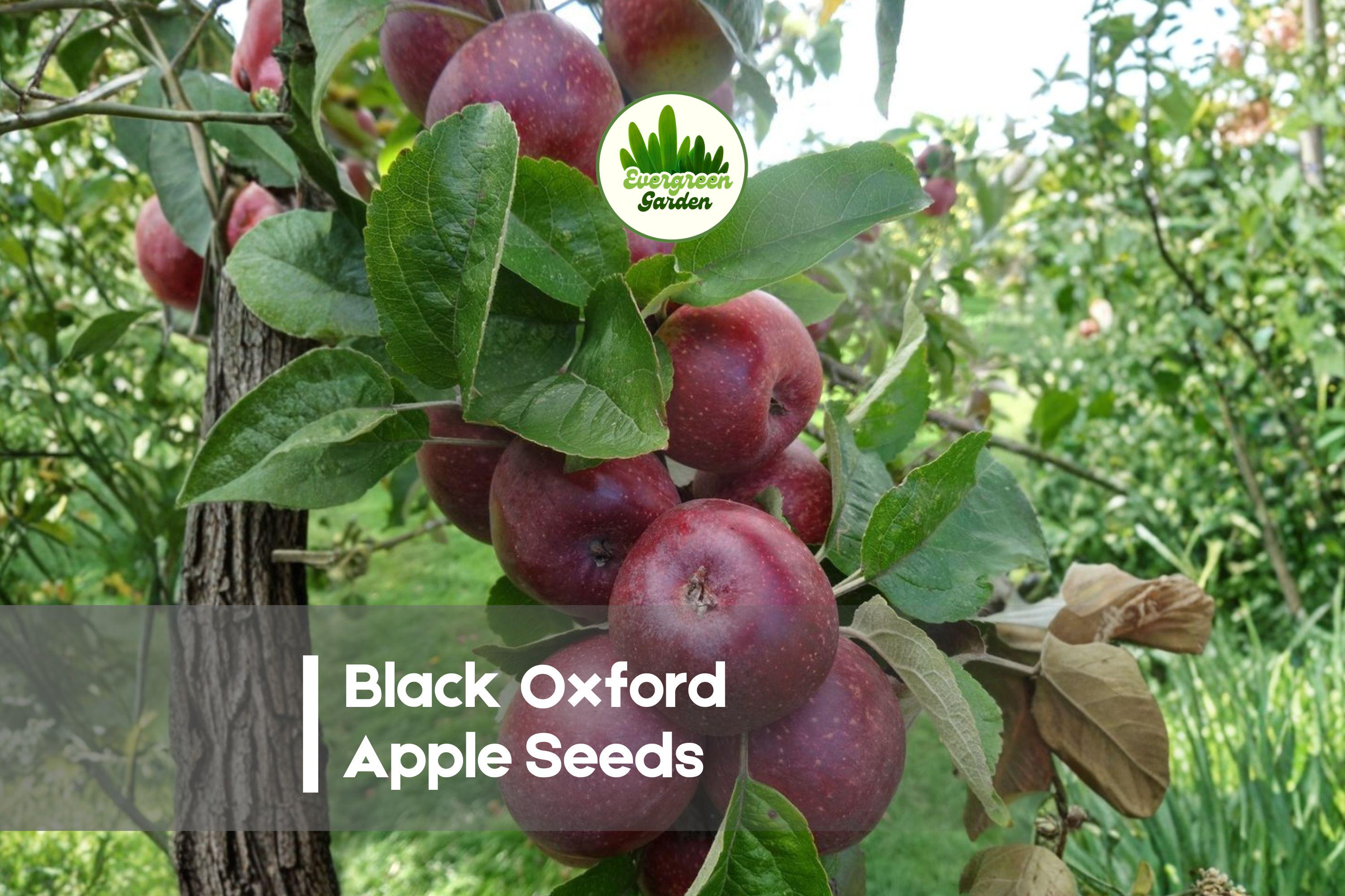 Black Oxford Apple Seeds, Heirloom Malus domestica, Dark Red Fruit, Spring Blossoms, Orchard, Garden, 25+ Seeds